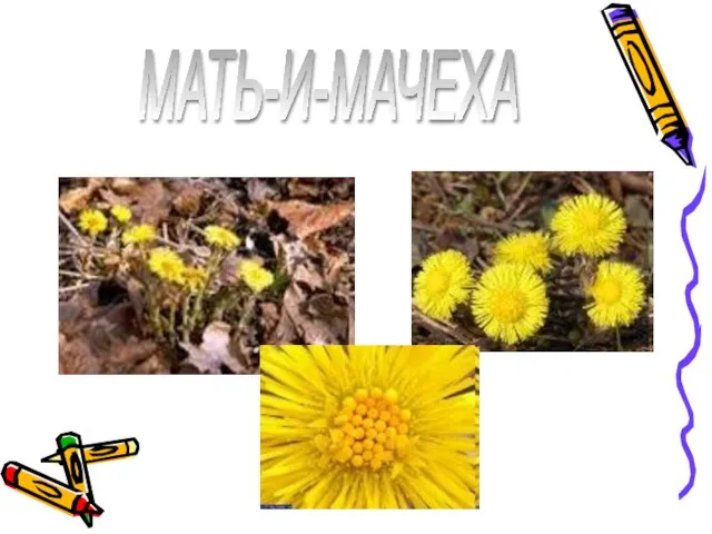 МАТЬ-И-МАЧЕХА