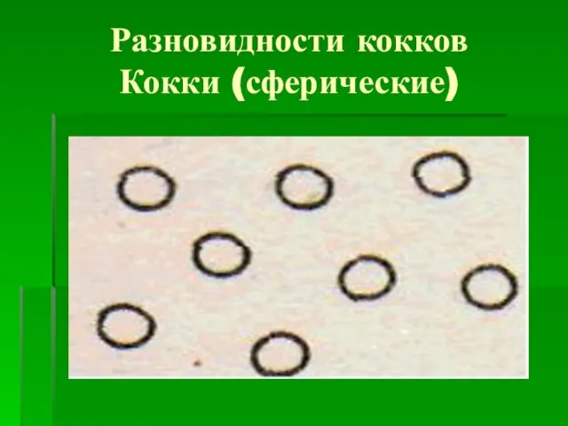 Разновидности кокков Кокки (сферические)