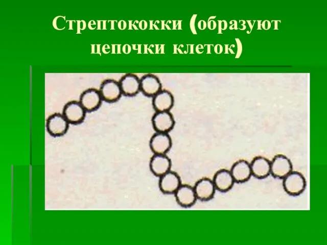 Стрептококки (образуют цепочки клеток)