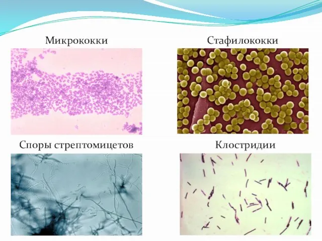 Споры стрептомицетов Клостридии Стафилококки Микрококки