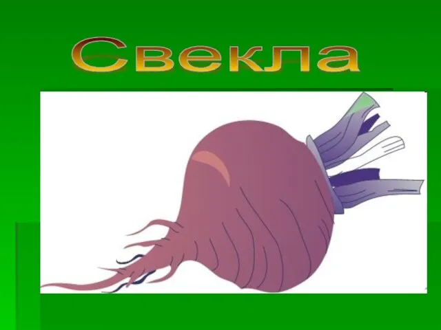 Свекла