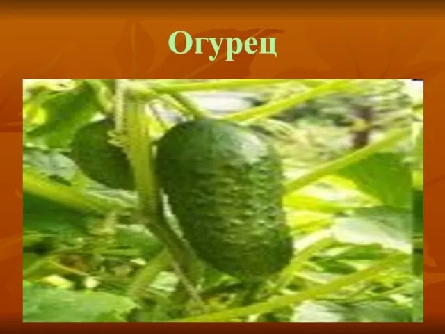 Огурец