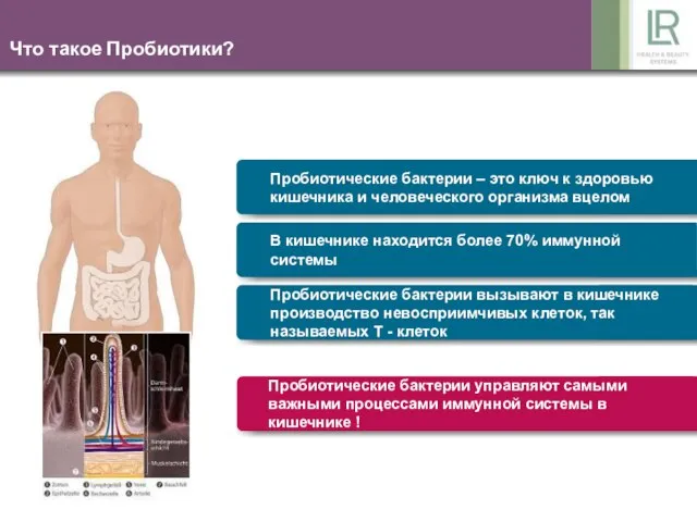 Что такое Пробиотики? Пробиотические бактерии управляют самыми важными процессами иммунной системы в кишечнике !