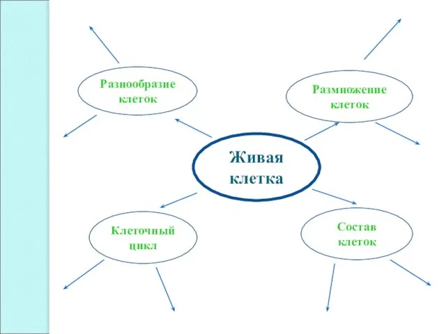 Живая клетка Разнообразие клеток Размножение клеток Клеточный цикл Состав клеток