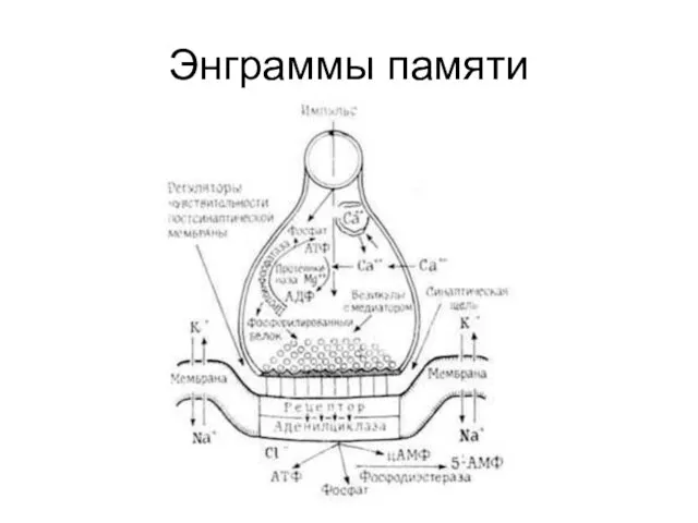 Энграммы памяти