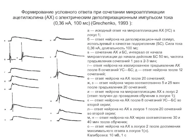 Формирование условного ответа при сочетании микроаппликации ацетилхолина (АХ) с электрическим деполяризационным импульсом