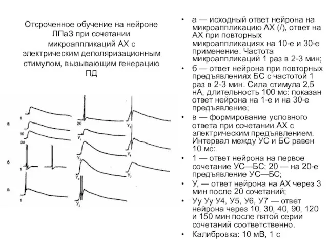 Отсроченное обучение на нейроне ЛПаЗ при сочетании микроаппликаций АХ с электрическим деполяризационным