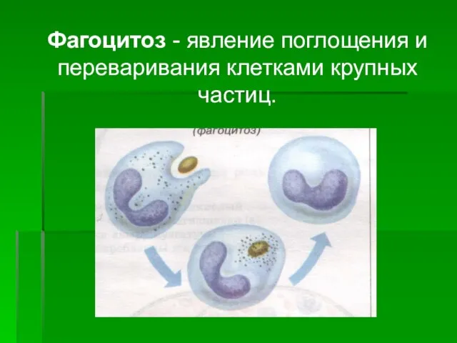 Фагоцитоз - явление поглощения и переваривания клетками крупных частиц.