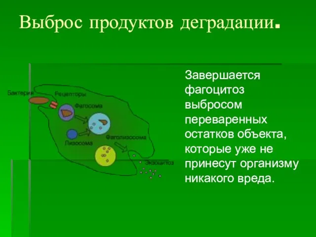 Выброс продуктов деградации. Завершается фагоцитоз выбросом переваренных остатков объекта, которые уже не принесут организму никакого вреда.