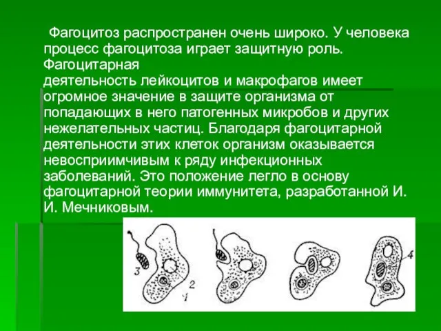 Фагоцитоз распространен очень широко. У человека процесс фагоцитоза играет защитную роль. Фагоцитарная