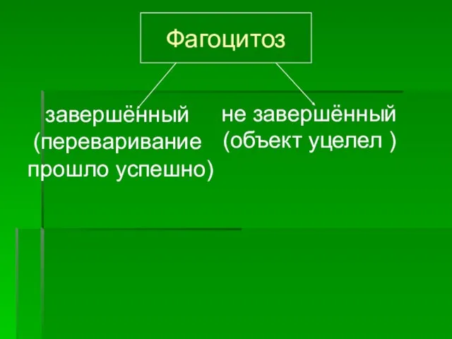 не завершённый (объект уцелел ) Фагоцитоз завершённый (переваривание прошло успешно)