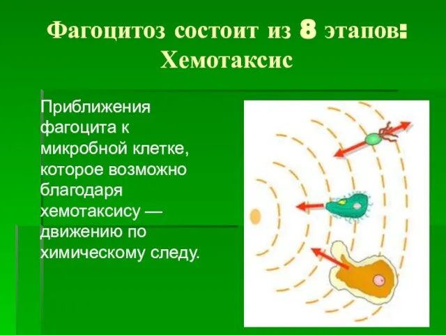 Фагоцитоз состоит из 8 этапов: Хемотаксис Приближения фагоцита к микробной клетке, которое