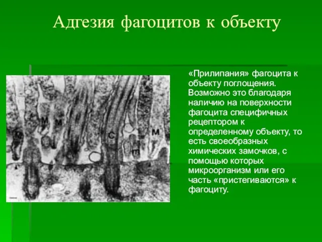 Адгезия фагоцитов к объекту «Прилипания» фагоцита к объекту поглощения. Возможно это благодаря