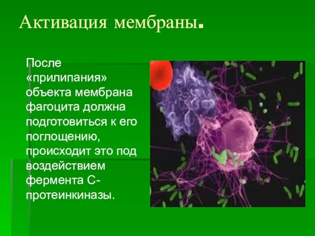 Активация мембраны. После «прилипания» объекта мембрана фагоцита должна подготовиться к его поглощению,