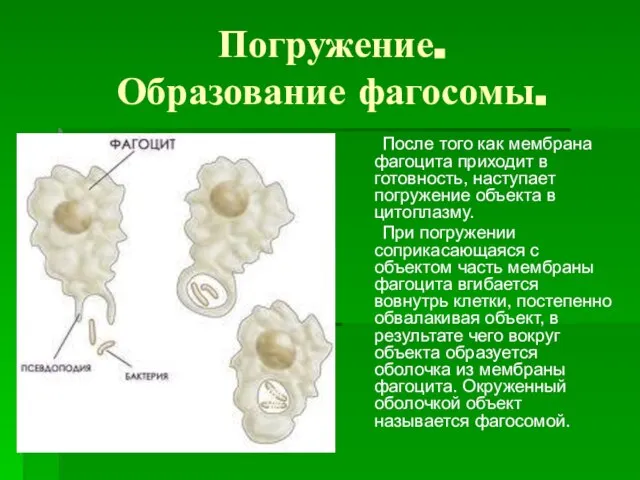 Погружение. Образование фагосомы. После того как мембрана фагоцита приходит в готовность, наступает