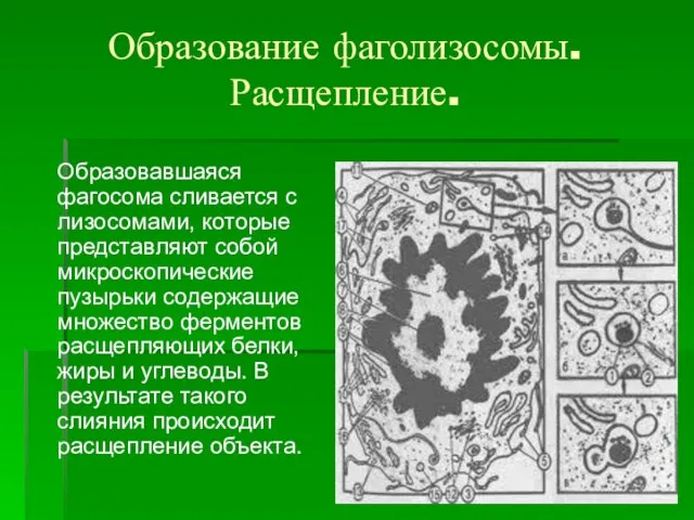 Образование фаголизосомы. Расщепление. Образовавшаяся фагосома сливается с лизосомами, которые представляют собой микроскопические