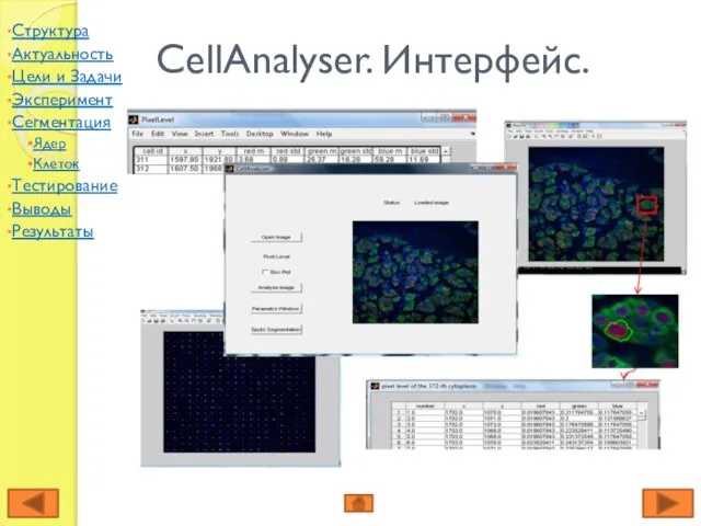 CellAnalyser. Интерфейс. Структура Актуальность Цели и Задачи Эксперимент Сегментация Ядер Клеток Тестирование Выводы Результаты