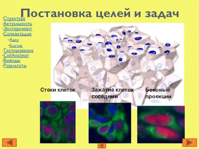 Постановка целей и задач Боковые проекции Зажатие клеток соседями Стеки клеток Структура