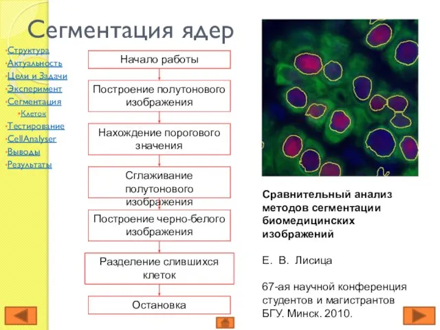 Сегментация ядер Сравнительный анализ методов сегментации биомедицинских изображений Е. В. Лисица 67-ая