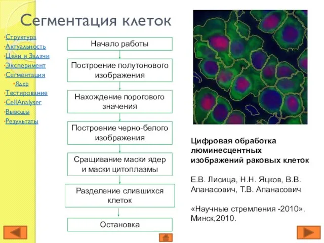 Сегментация клеток Цифровая обработка люминесцентных изображений раковых клеток Е.В. Лисица, Н.Н. Яцков,