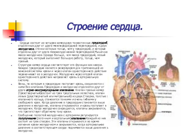 Строение сердца. Сердце состоит из четырех камер:двух тонкостенных предсердий, отделенных друг от