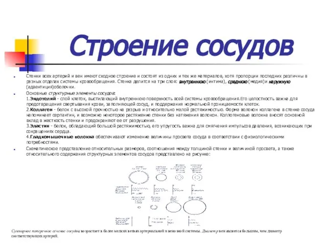 Строение сосудов Стенки всех артерий и вен имеют сходное строение и состоят