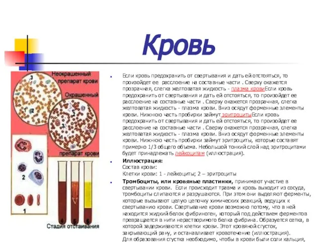 Кровь Если кровь предохранить от свертывания и дать ей отстояться, то произойдет