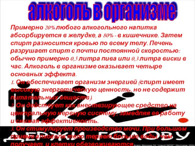 Примерно 20% любого алкогольного напитка абсорбируется в желудке, а 80% - в