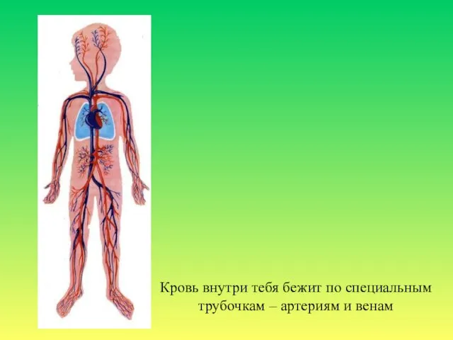 Кровь внутри тебя бежит по специальным трубочкам – артериям и венам