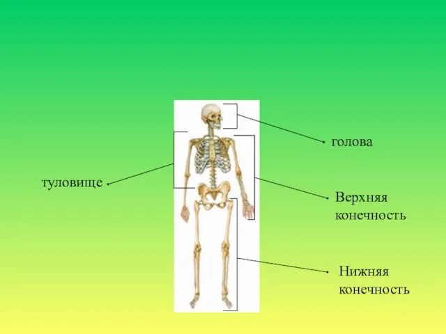 голова Верхняя конечность Нижняя конечность туловище