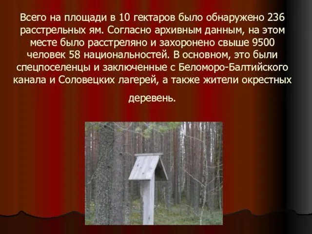 Всего на площади в 10 гектаров было обнаружено 236 расстрельных ям. Согласно