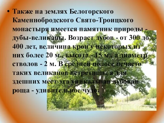 Также на землях Белогорского Каменнобродского Свято-Троицкого монастыря имеется памятник природы - дубы-великаны.
