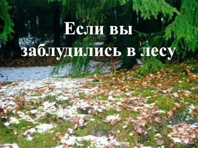 Если вы заблудились в лесу