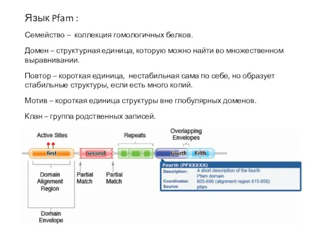 Язык Pfam : Семейство – коллекция гомологичных белков. Домен – структурная единица,