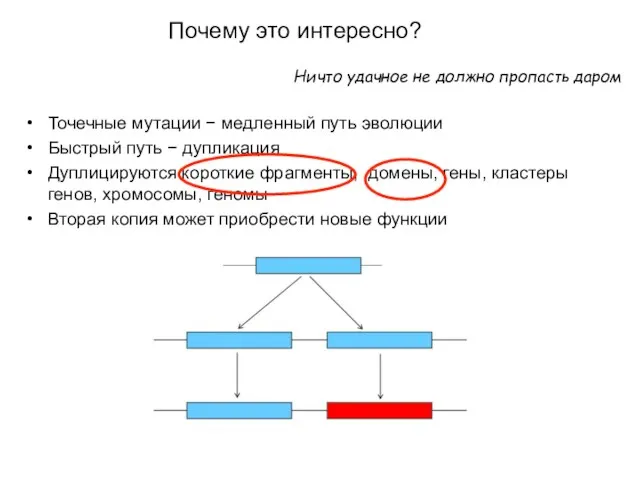 Ничто удачное не должно пропасть даром Точечные мутации − медленный путь эволюции