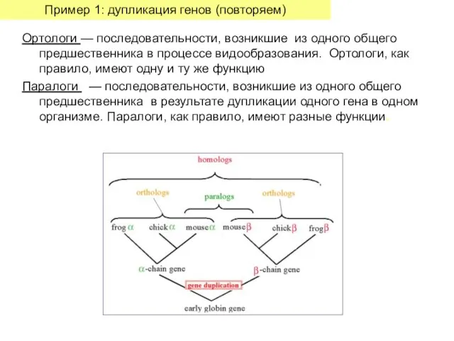 Ортологи — последовательности, возникшие из одного общего предшественника в процессе видообразования. Ортологи,