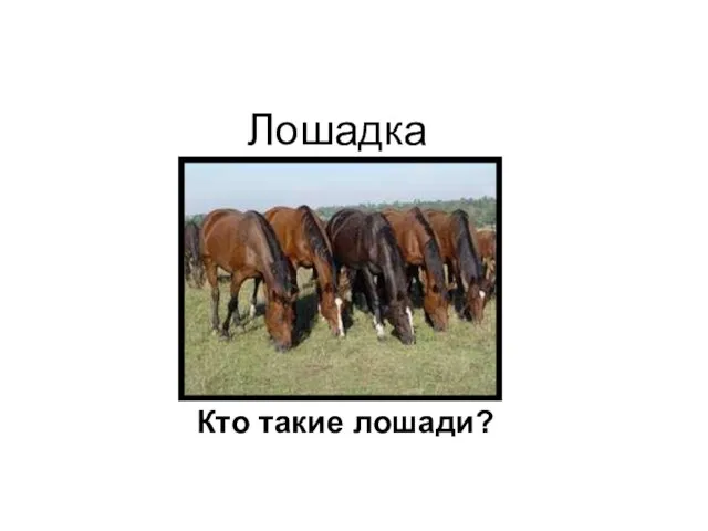 Лошадка Кто такие лошади?