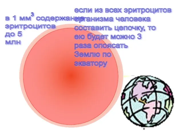 если из всех эритроцитов организма человека составить цепочку, то ею будет можно