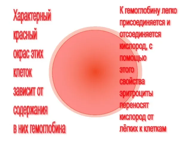 Характерный красный окрас этих клеток зависит от содержания в них гемоглобина К