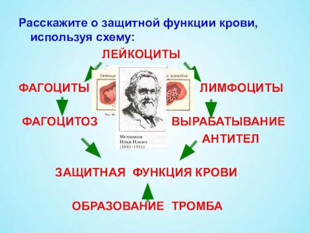 Расскажите о защитной функции крови, используя схему: ЛЕЙКОЦИТЫ ФАГОЦИТЫ ЛИМФОЦИТЫ ФАГОЦИТОЗ ВЫРАБАТЫВАНИЕ