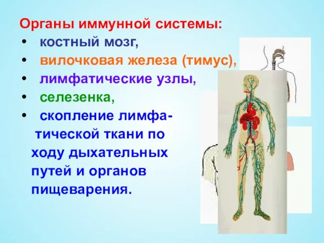 Органы иммунной системы: костный мозг, вилочковая железа (тимус), лимфатические узлы, селезенка, скопление