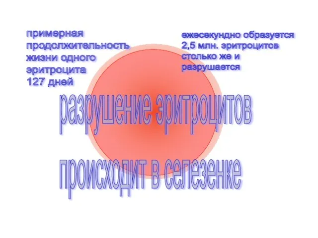 разрушение эритроцитов происходит в селезенке примерная продолжительность жизни одного эритроцита 127 дней