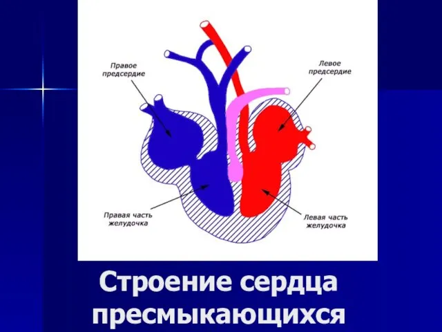 Строение сердца пресмыкающихся