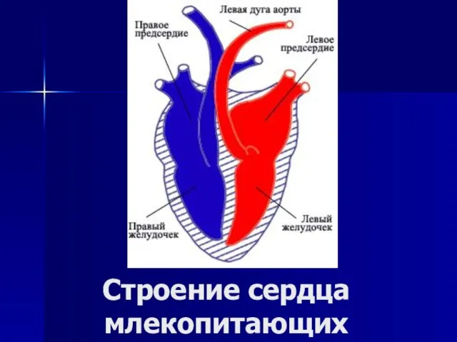 Строение сердца млекопитающих