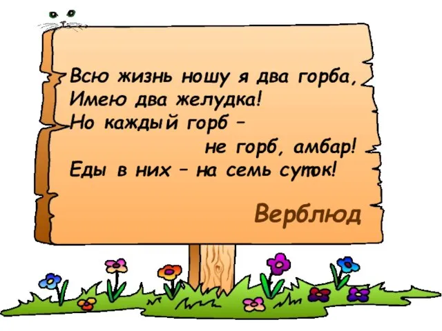 Всю жизнь ношу я два горба, Имею два желудка! Но каждый горб