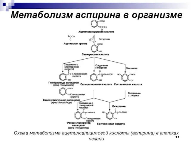 Метаболизм аспирина в организме Схема метаболизма ацетилсалициловой кислоты (аспирина) в клетках печени