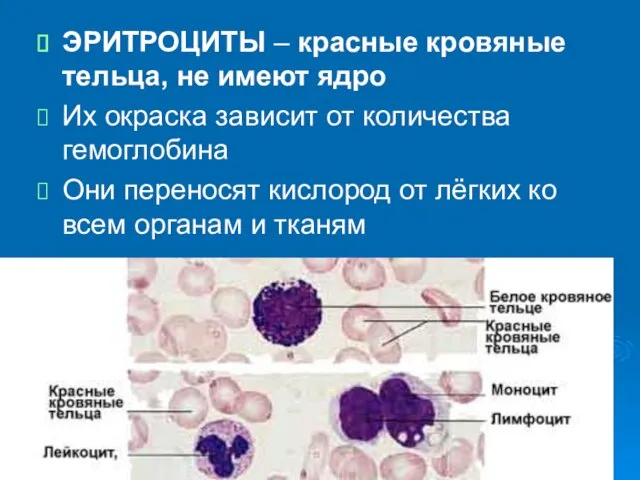 ЭРИТРОЦИТЫ – красные кровяные тельца, не имеют ядро Их окраска зависит от
