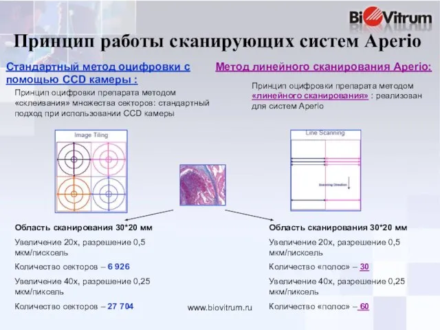 www.biovitrum.ru Принцип работы сканирующих систем Aperio Метод линейного сканирования Aperio: Принцип оцифровки