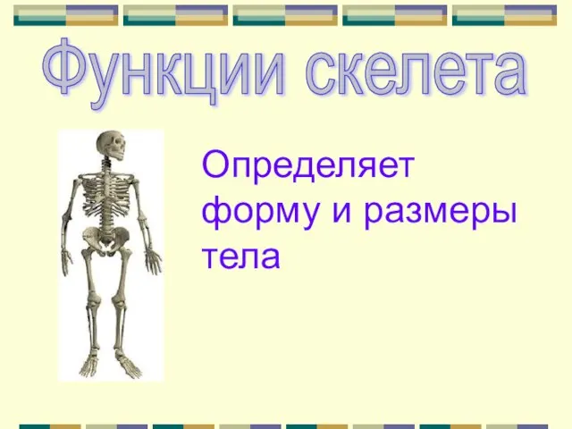 Функции скелета Определяет форму и размеры тела