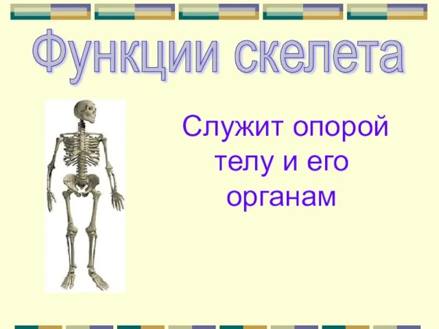 Функции скелета Служит опорой телу и его органам